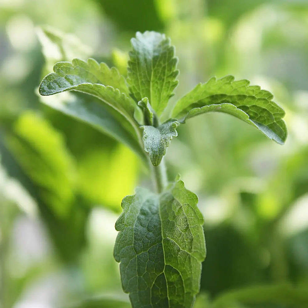 Stevia Group - Onze zoetstoffen vinden hun basis in de Stevia plant.