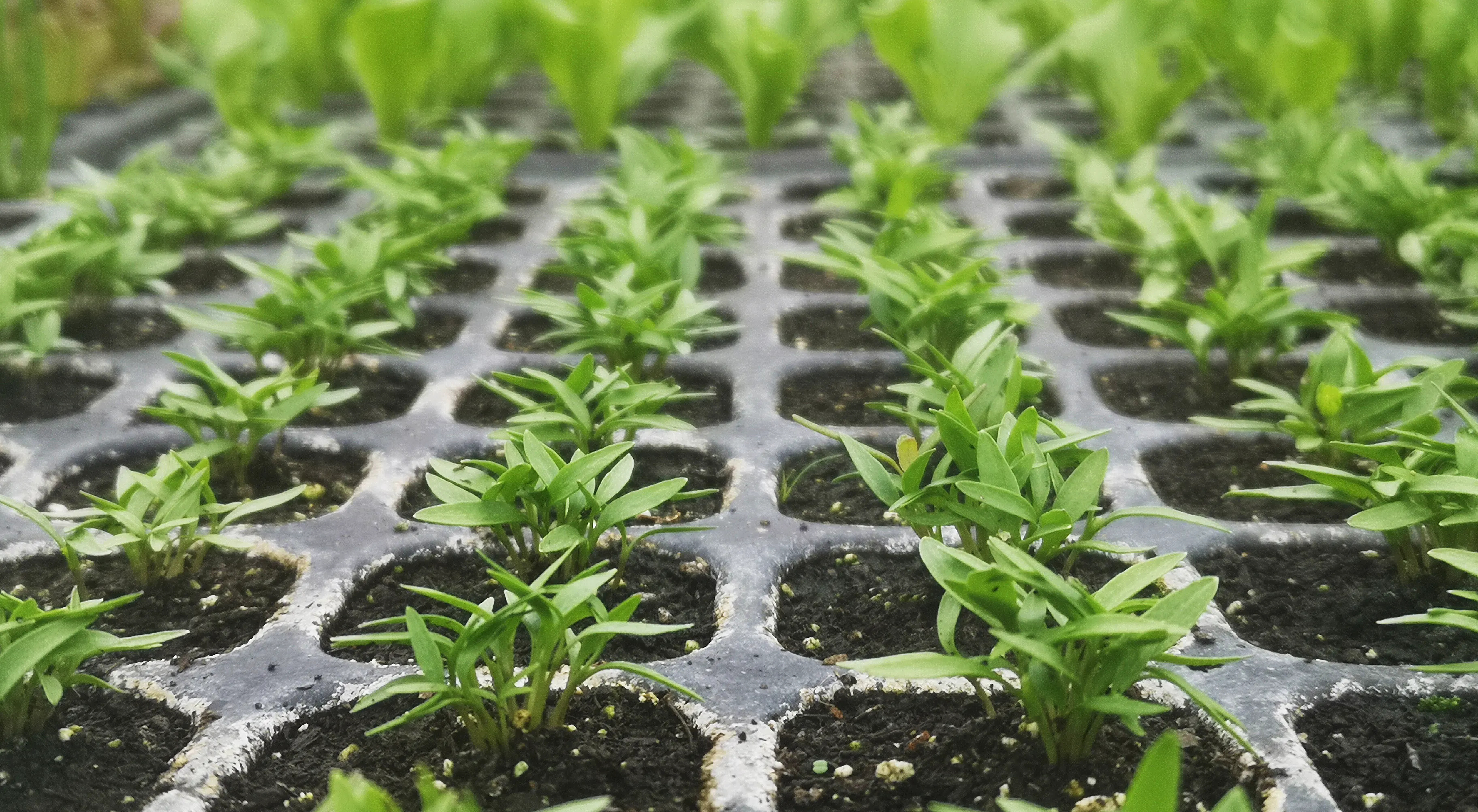 Control de calidad de las materias primas de las plantas de Stevia 