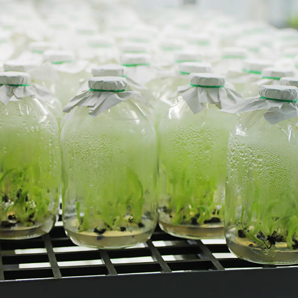 From raw material to finished product: ground Stevia leaves 