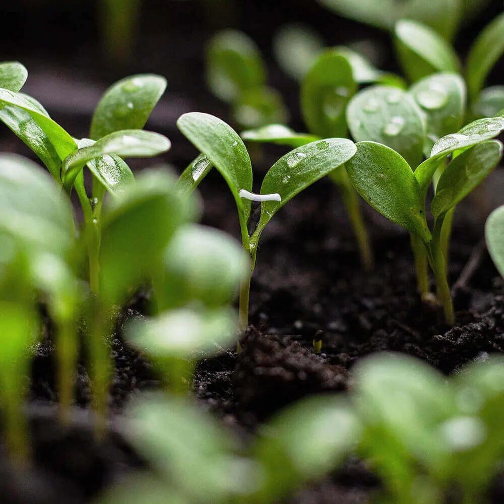 In the long run, only sustainably cultivated and utilized raw materials ensure a secure supply.