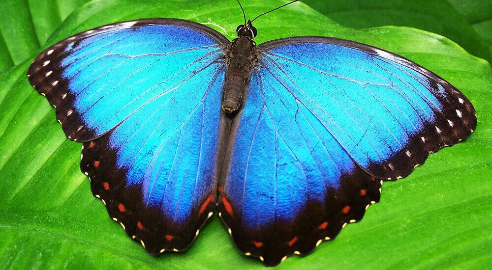 ¡Respetar y proteger a los animales es nuestra responsabilidad social y comunitaria!