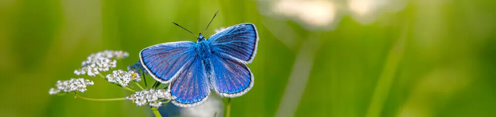 Responsabilité Sociétale et Sociale au sein de Stevia Group