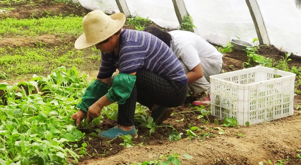 Responsabilité sociale et sociétale chez Stevia Group