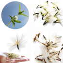 Stevia Samen | Stevia rebaudiana | Süßkraut Samen | 1 x 100 Samen