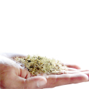 Stevia Samen | Stevia rebaudiana | Süßkraut Samen | 1 x 100 Samen