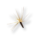 Stevia Samen | Stevia rebaudiana | Süßkraut Samen | 1 x 100 Samen